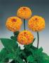 Seminte profesionale Zinnia elegans  - Circiumarese - imagine 48777